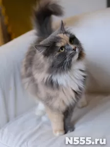 шикарная кошечка ищет дом