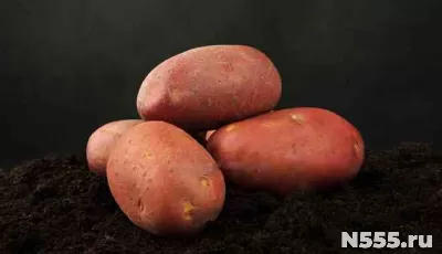 Семенной картофель из Беларуси. Манифест