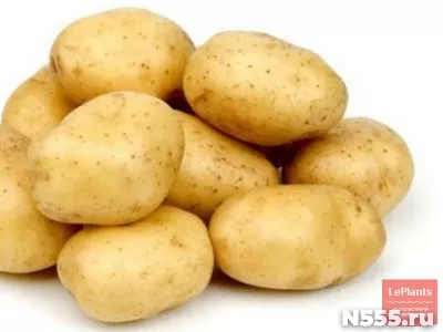 Семенной картофель из Беларуси. Лилея