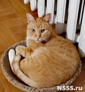 Лучик рыжий кот ищет дом