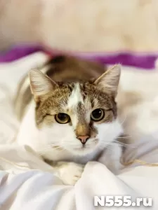 котика Бантика избили и выбросили умирать