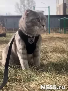 выгул животных