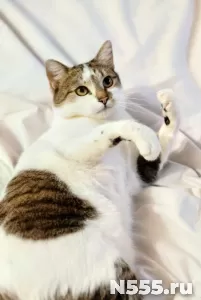классный кот Бантик ищет дом