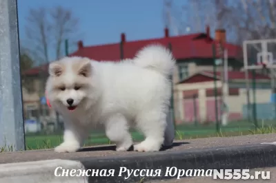 Самоед щенки.Медвежий тип