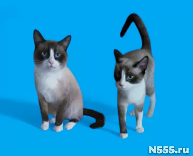 Сиамский котенок