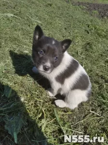 Отдам щенка в добрые руки