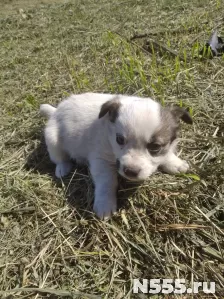 Отдам щенка в добрые руки