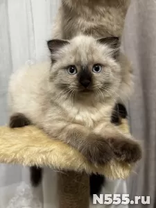 Невские маскарадные котята