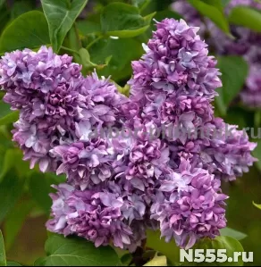 Саженцы и крупномеры сирени из Подмосковного питомника