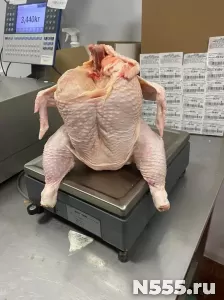 курица маточник