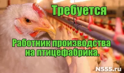 Разнорабочий/разнорабочая на птицефабрику, Тюменская область
