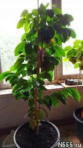 кофе арабика растение комнатное
